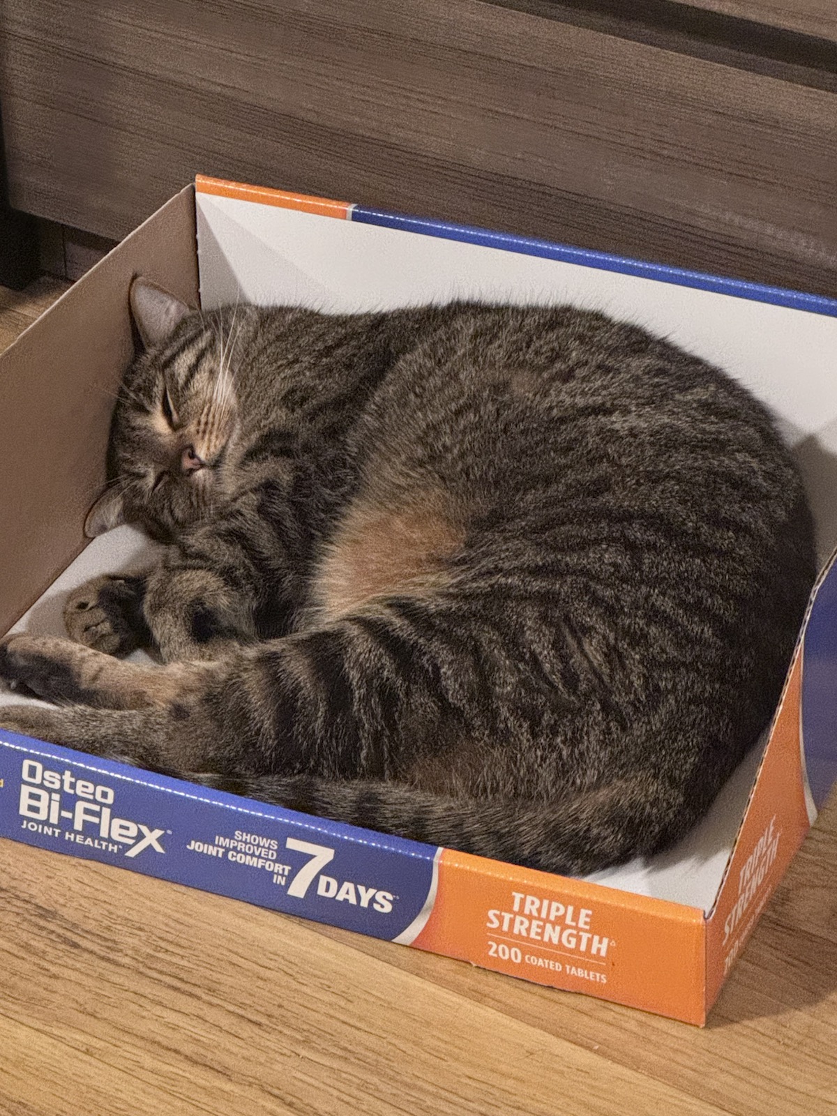Wuyu the cat